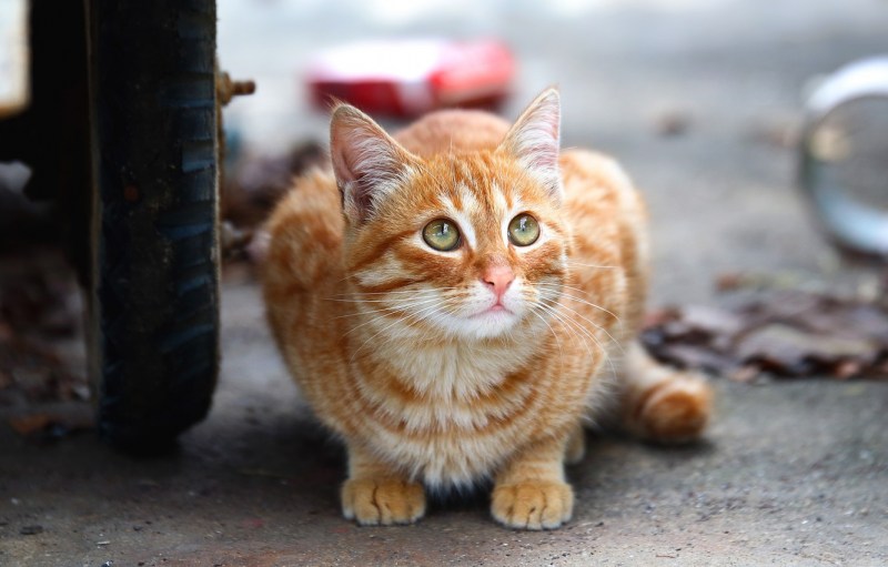 Рыжий дворовый кот