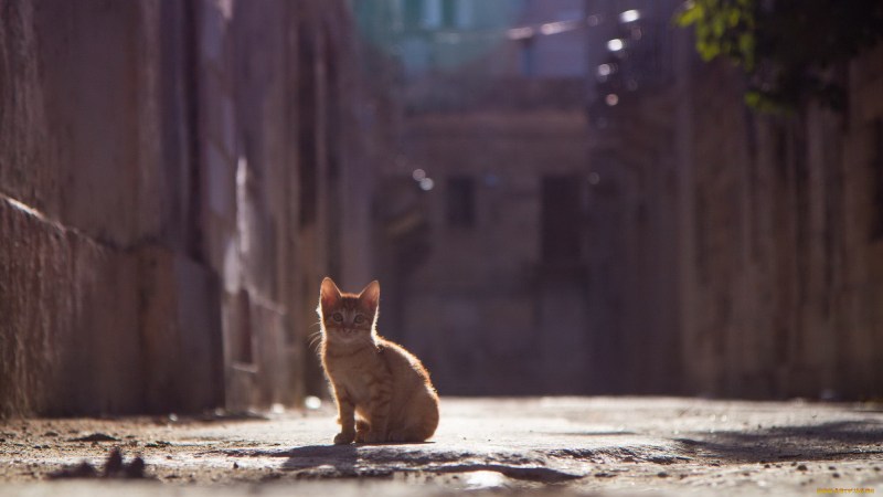 Котенок на улице