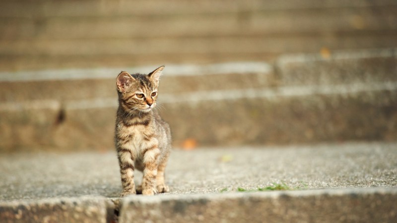 Котенок на улице