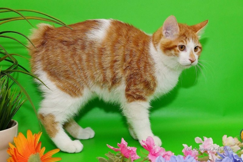 Кот Курильский бобтейл черный
