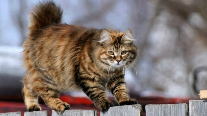 Курильский бобтейл короткошерстный
