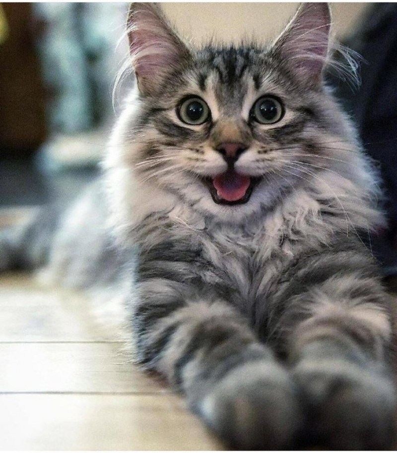Кот улыбается