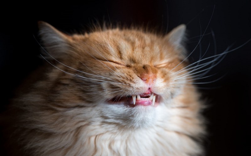 Улыбка кота