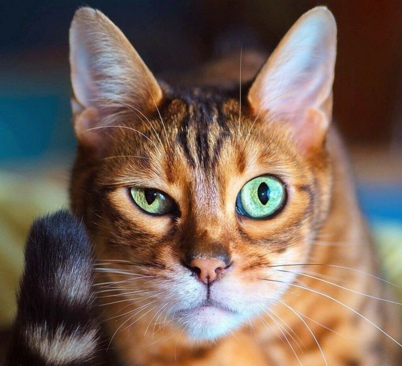 Мимика кошек