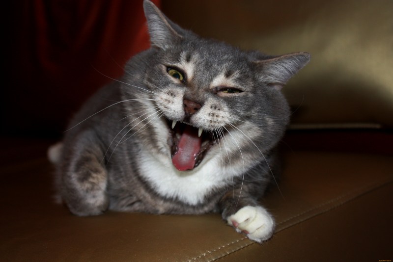 Улыбка кота