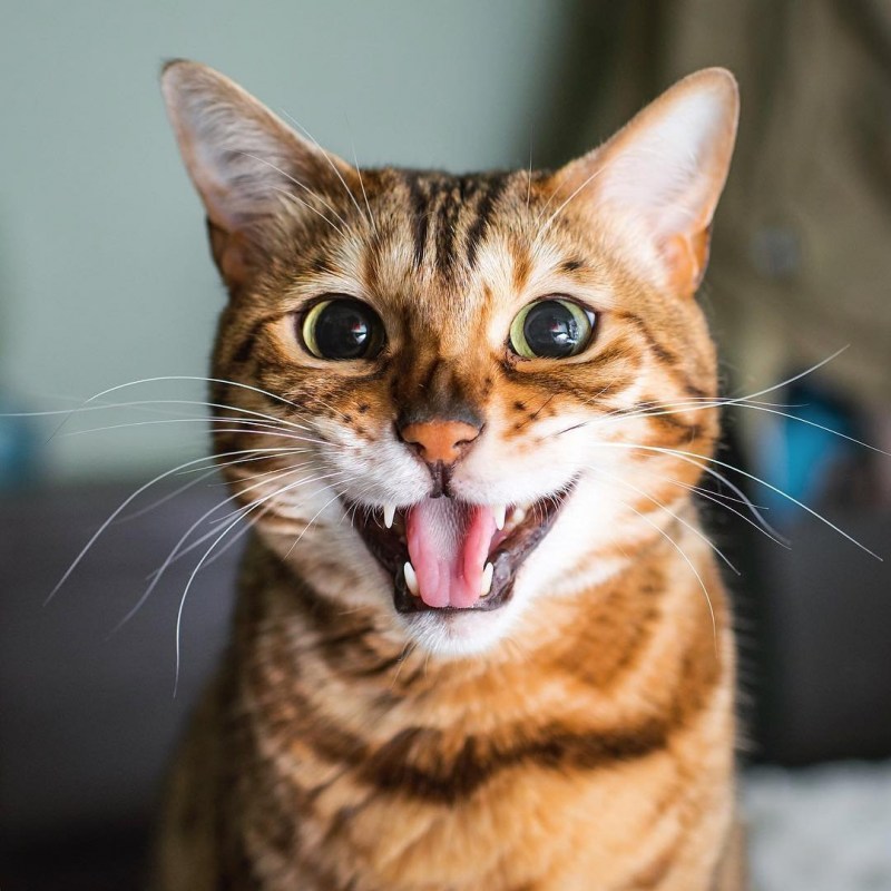 Довольная морда кота