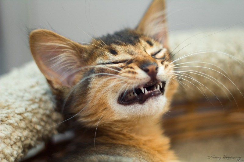 Улыбка кота