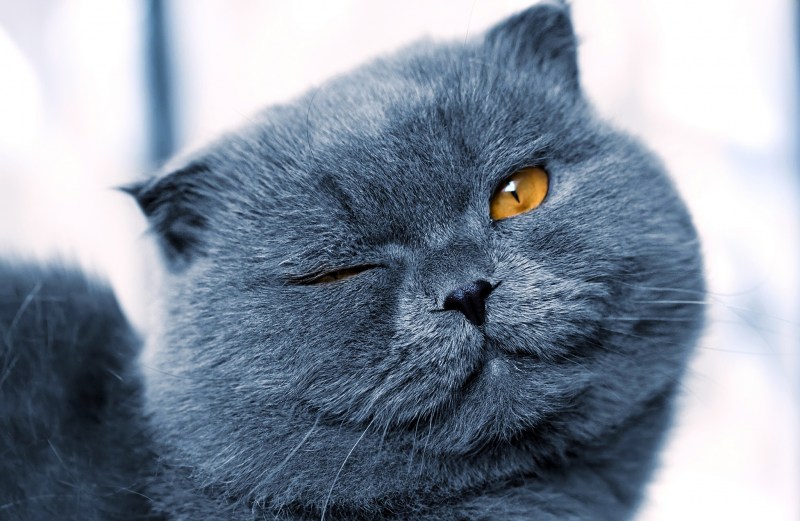 Котик подмигивает