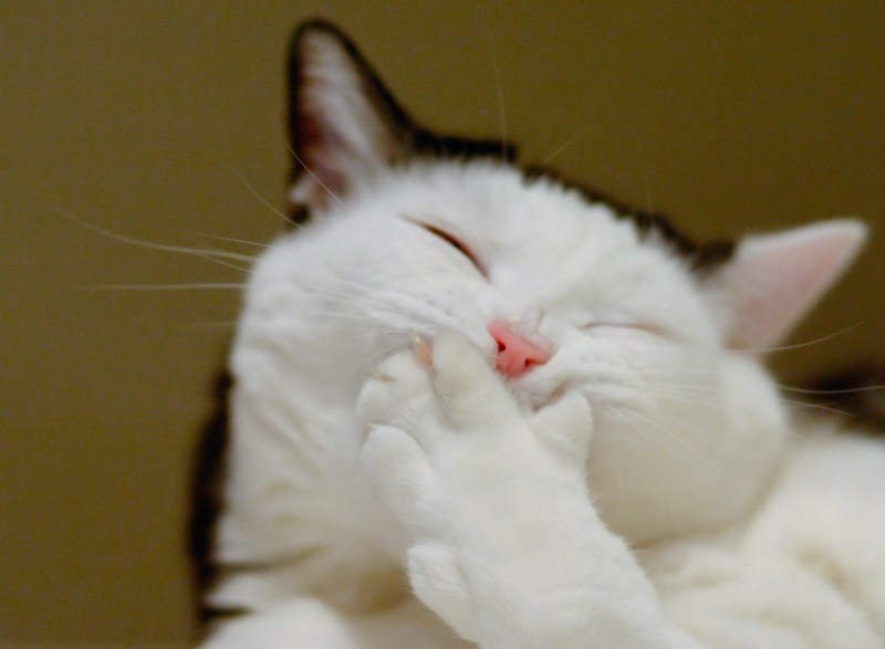 Кот смеется