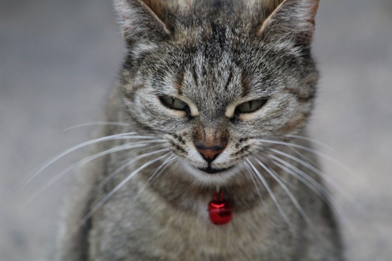 Улыбка кошки
