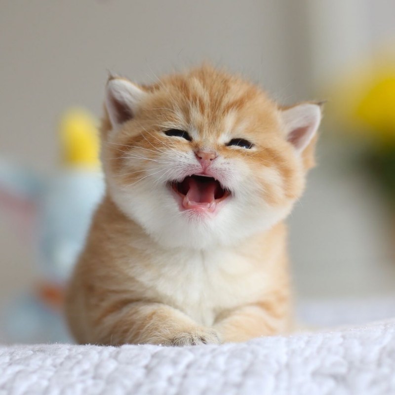 Улыбка кошки