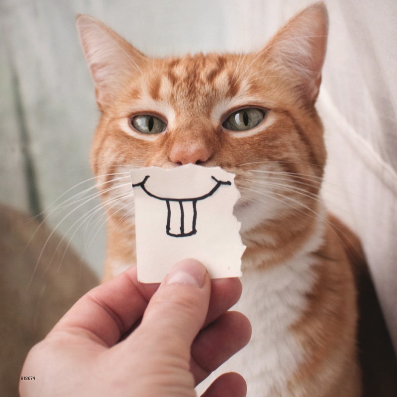 Смешной кот