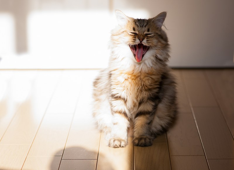 Смешной кот