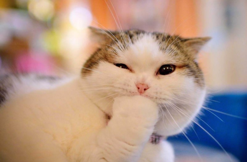 Милые котики