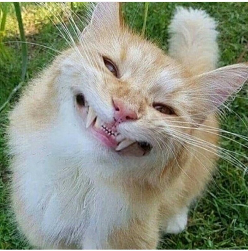 Смешные котики