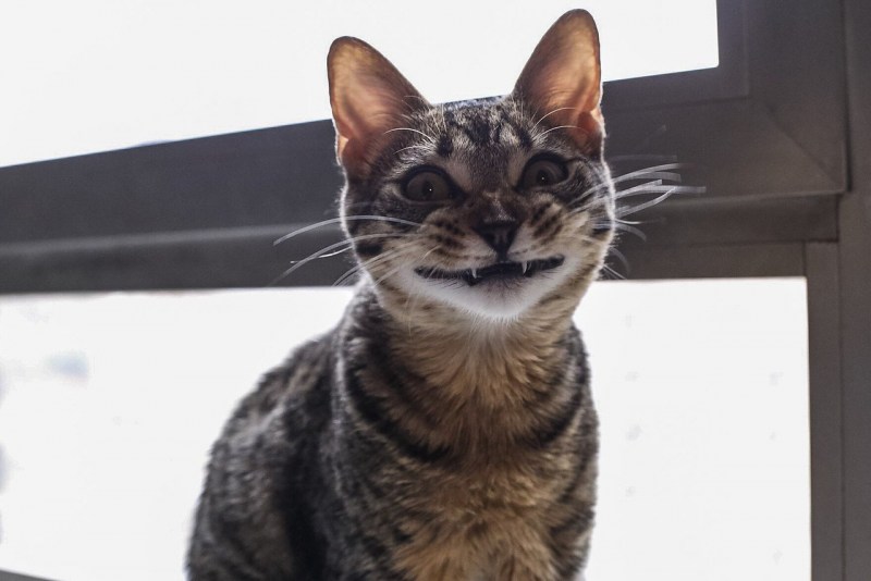 Кошка потратила деньги