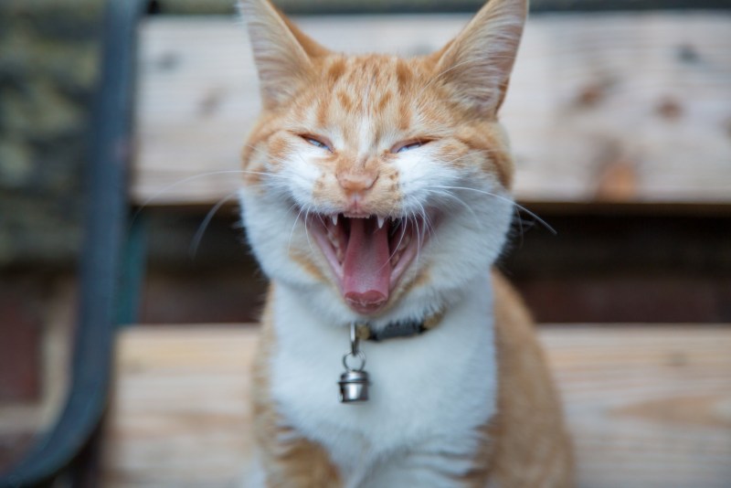 Улыбка кошки