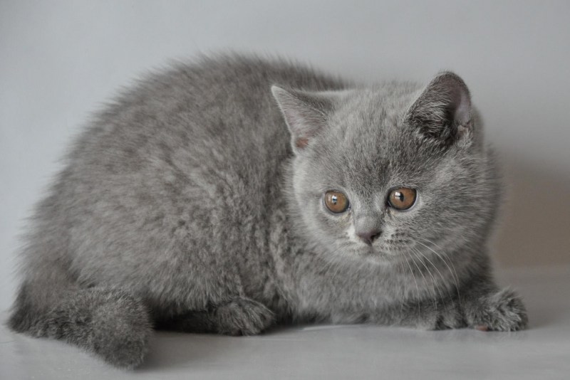 Британец прямоухий котенок