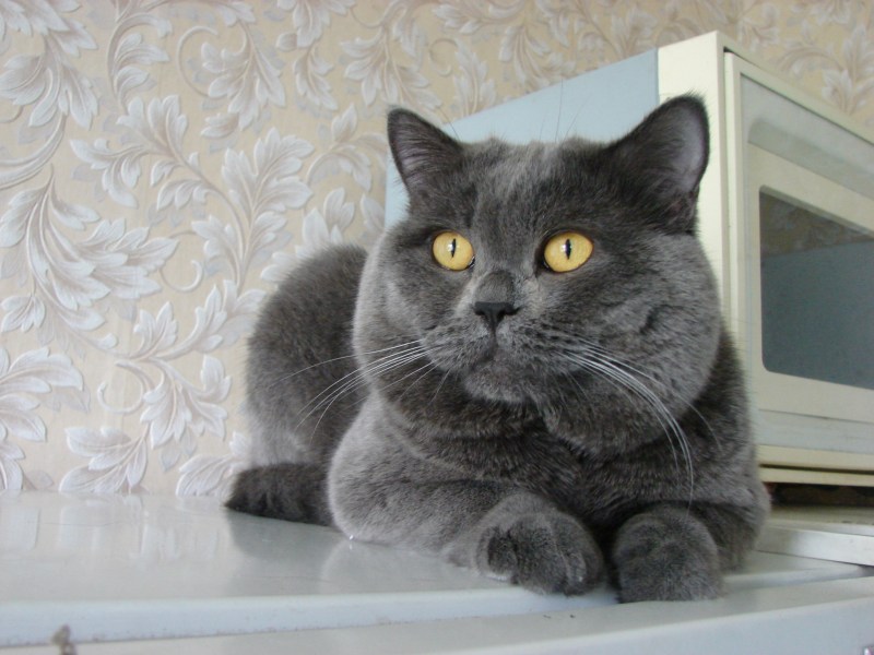 Британский кот прямоухий серый