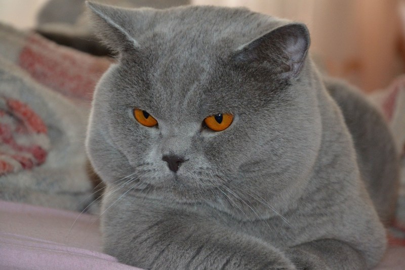 Голубой британец кот прямоухий