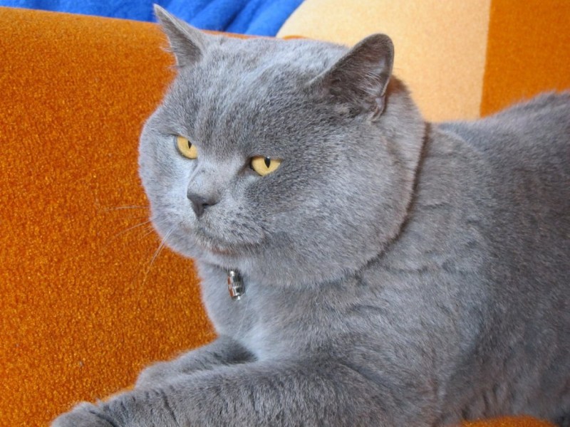Кот британец прямоухий