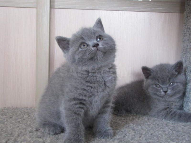 Британский прямоухий кот