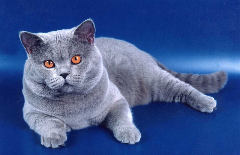Шотландская Британская кошка прямоухая