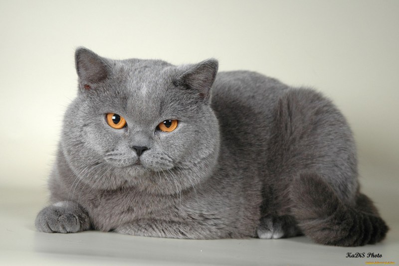Британская короткошёрстная кошка