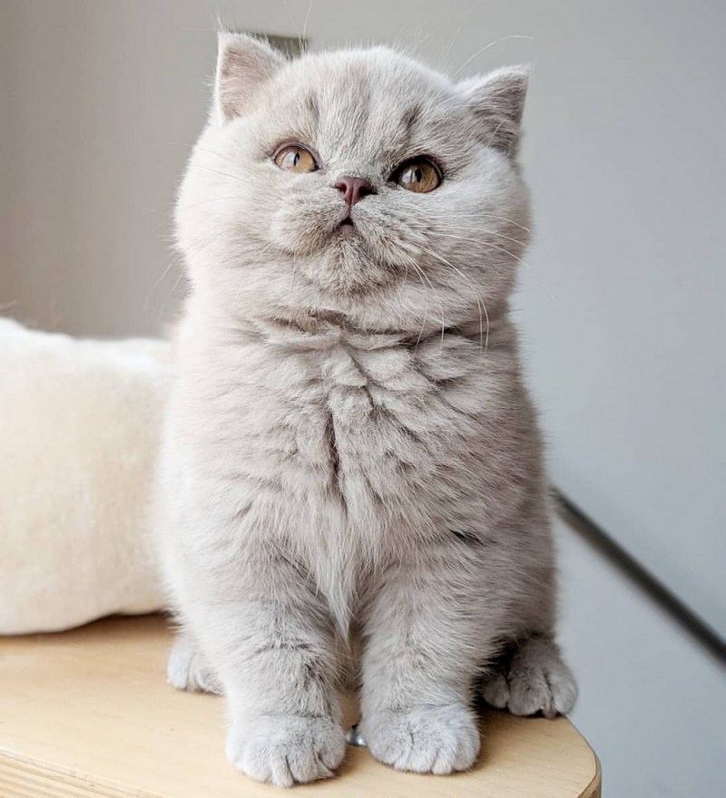 Британская кошка прямоухая серая