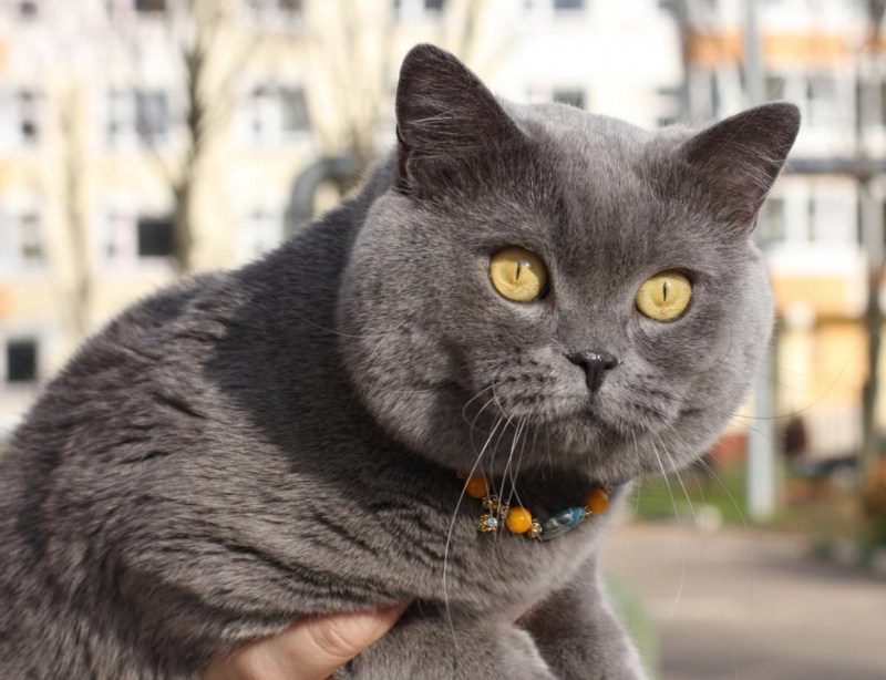 Кот британец прямоухий