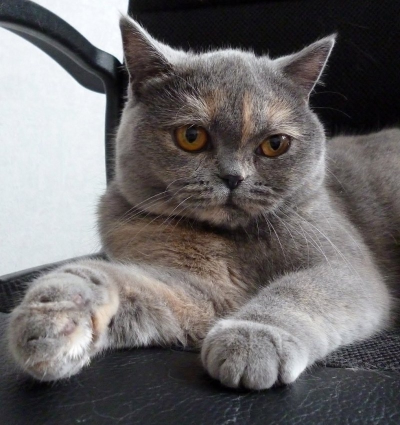 Шотландский скоттиш страйт серый