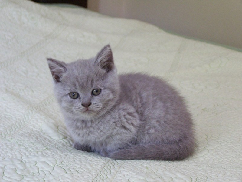 Котёнок британец прямоухий серый