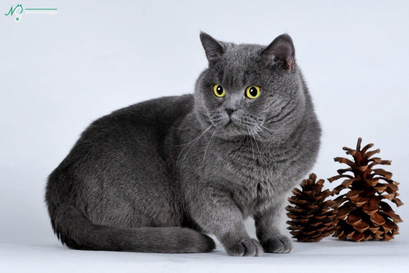 Шотландские котята прямоухие голубые