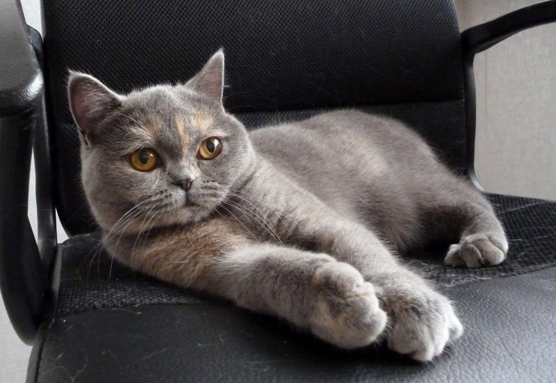 Шотландские котята прямоухие серые