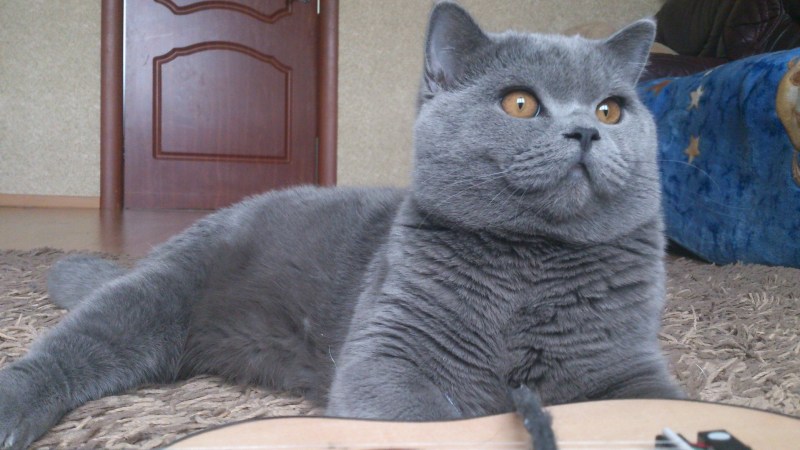 Шотландский скоттиш страйт черный