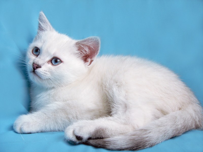 Шотландский прямоухий кот толстый