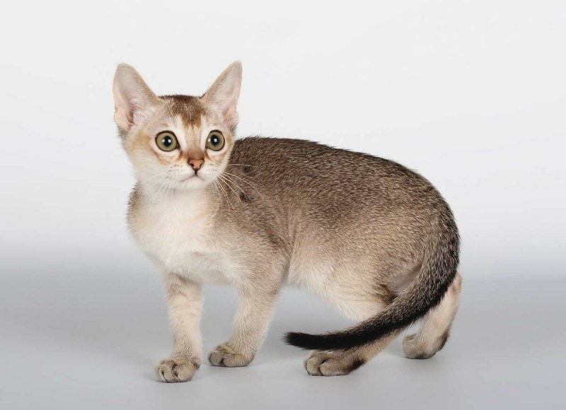 Сингапурская кошка (Сингапура)