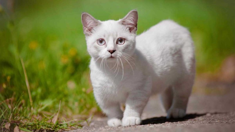 Манчкин кот белый