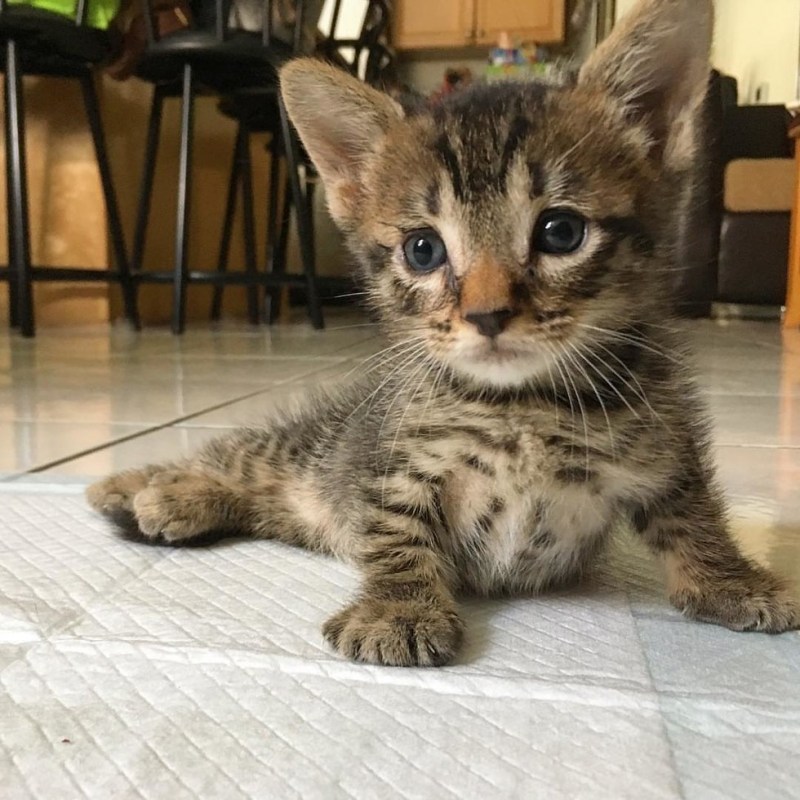 Мини котята