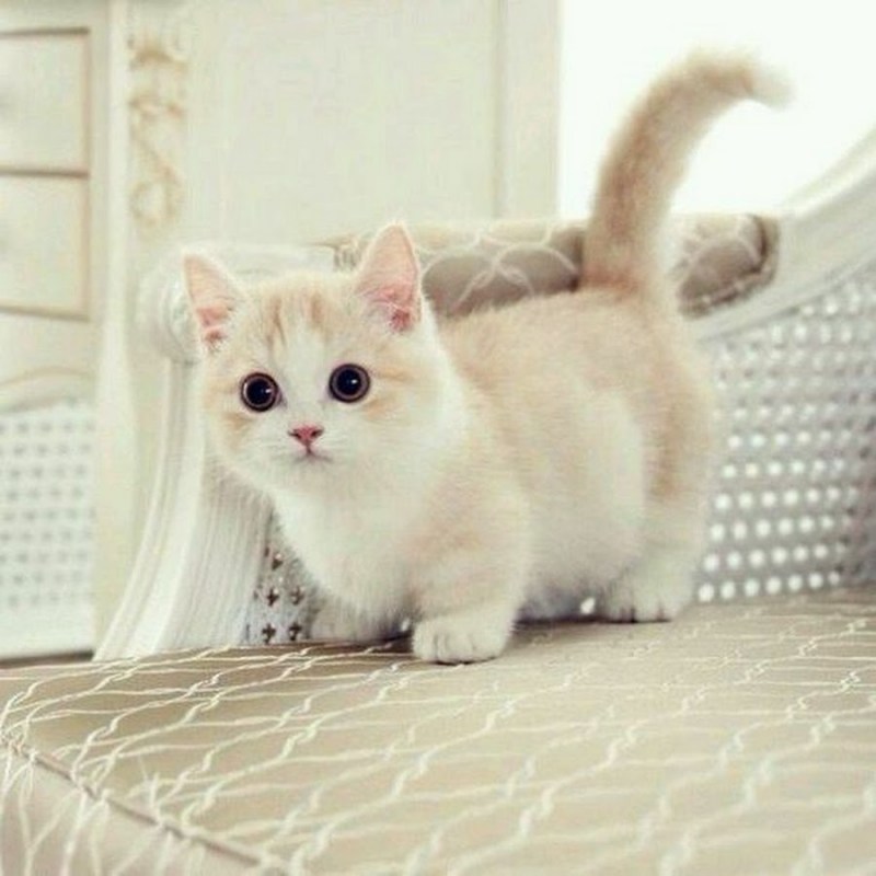 Манчкин кот
