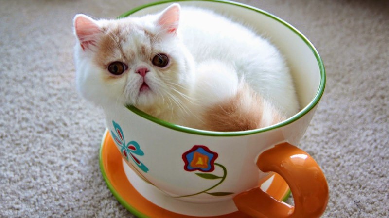 Милые котики в кружке