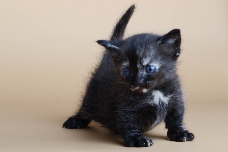 Манчкин котята