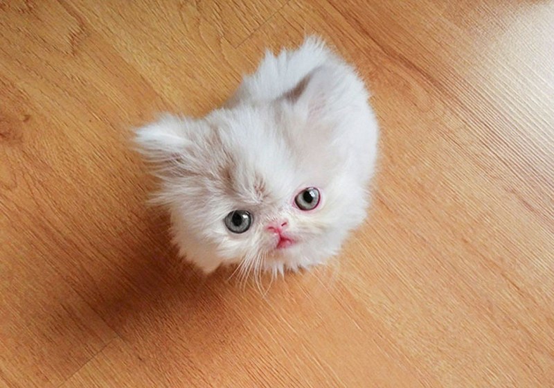 Мини котята