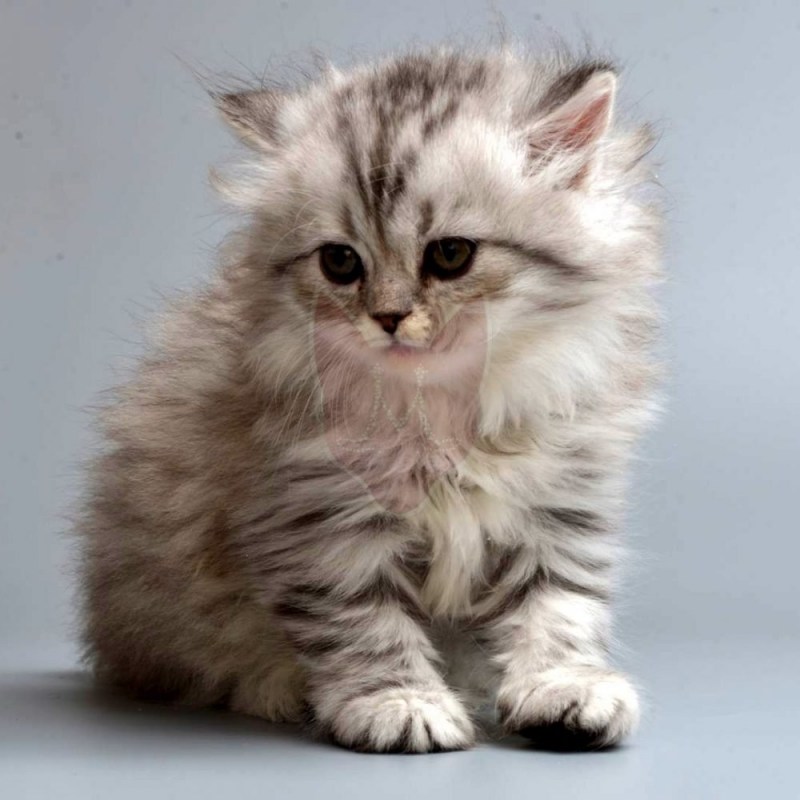 Котята породы Наполеон