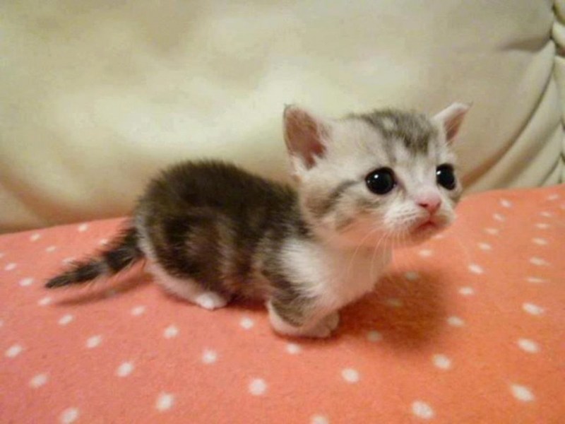 Манчкин маленький котенок