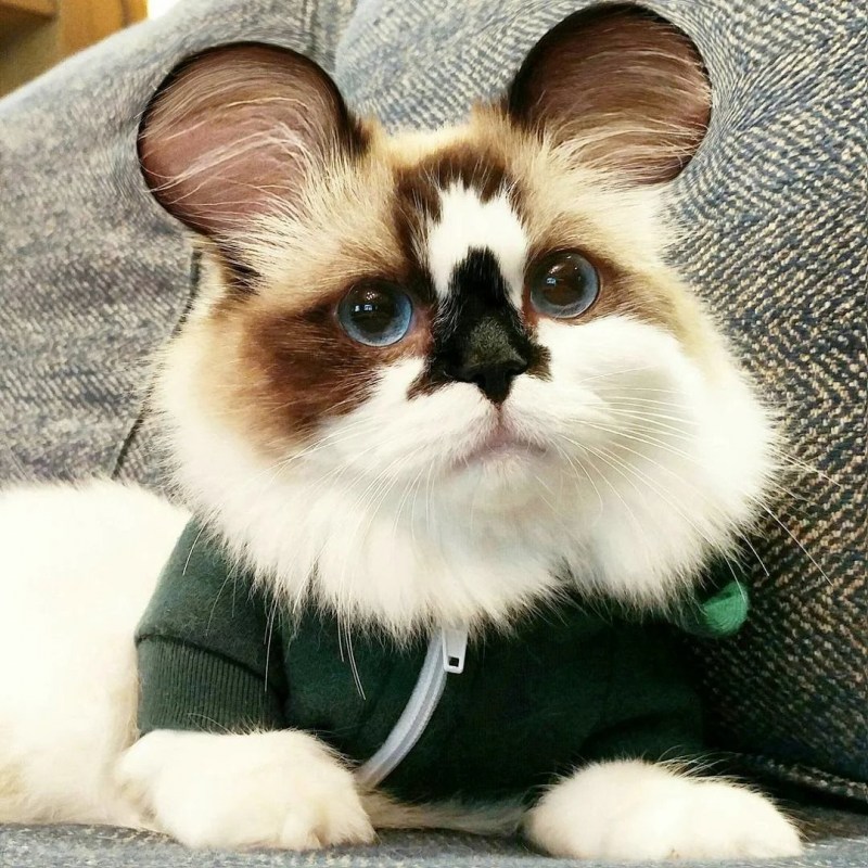 Круглоухий кот- Манчкин