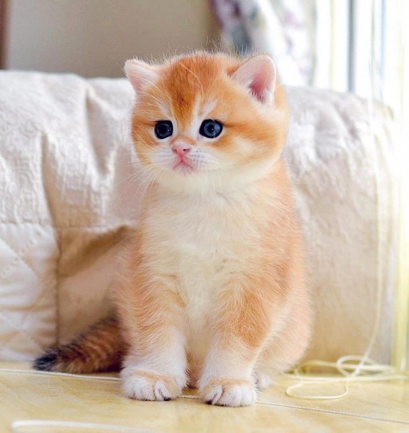 Манчкин милые котята