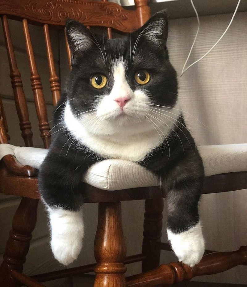 Коренастый кот