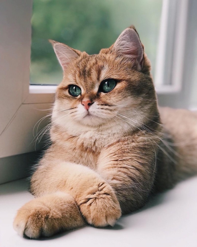 Мини коты