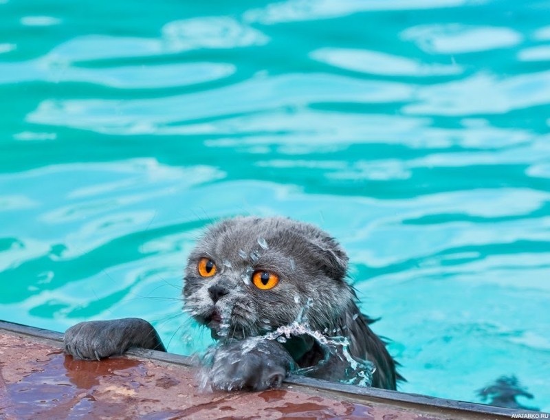 Кот плавает